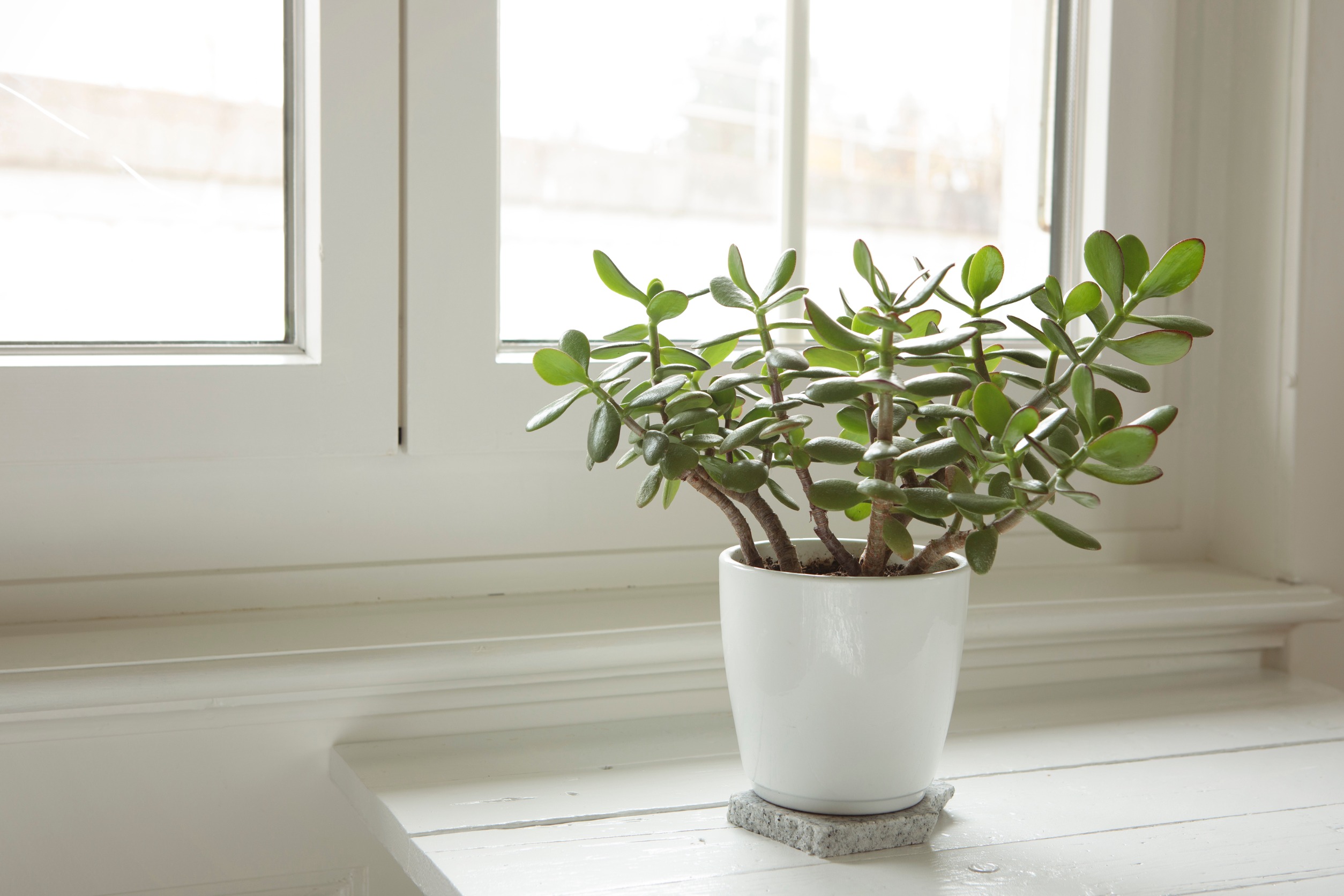 A Jade houseplant sitting in a windowsill.